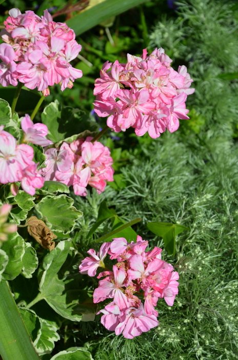 Pelargonium x 'Mrs Parker'
